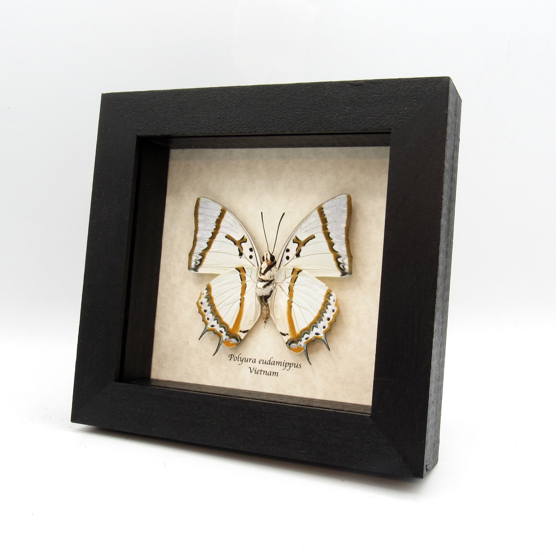 Real pearlescent butterfly framed taxidermy - Polyura eudamippus