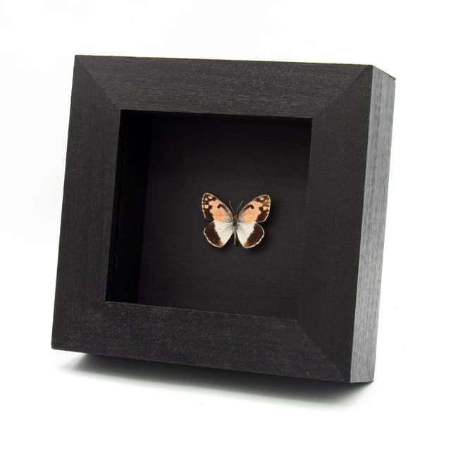 Rare pink Spotted Arab butterfly framed taxidermy - Colotis phisadia