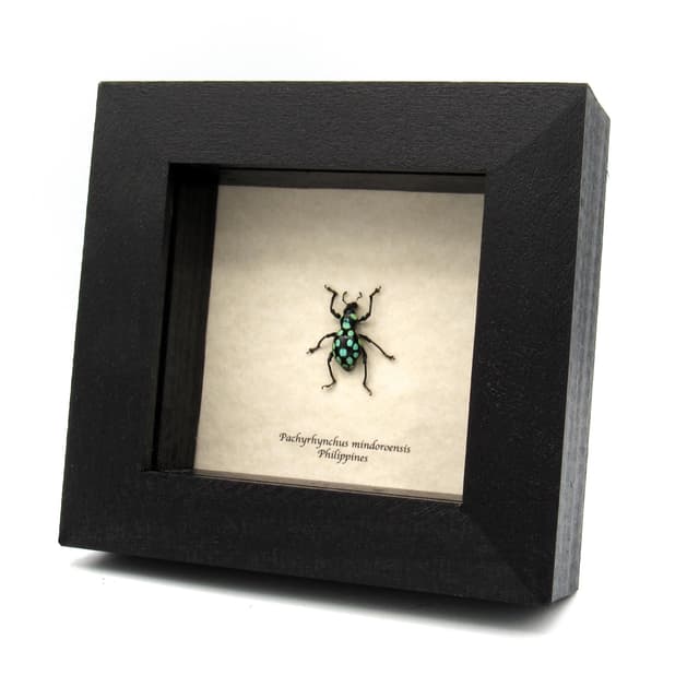Real green polka dot weevil beetle framed specimen - Pachyrhynchus mindoroensis