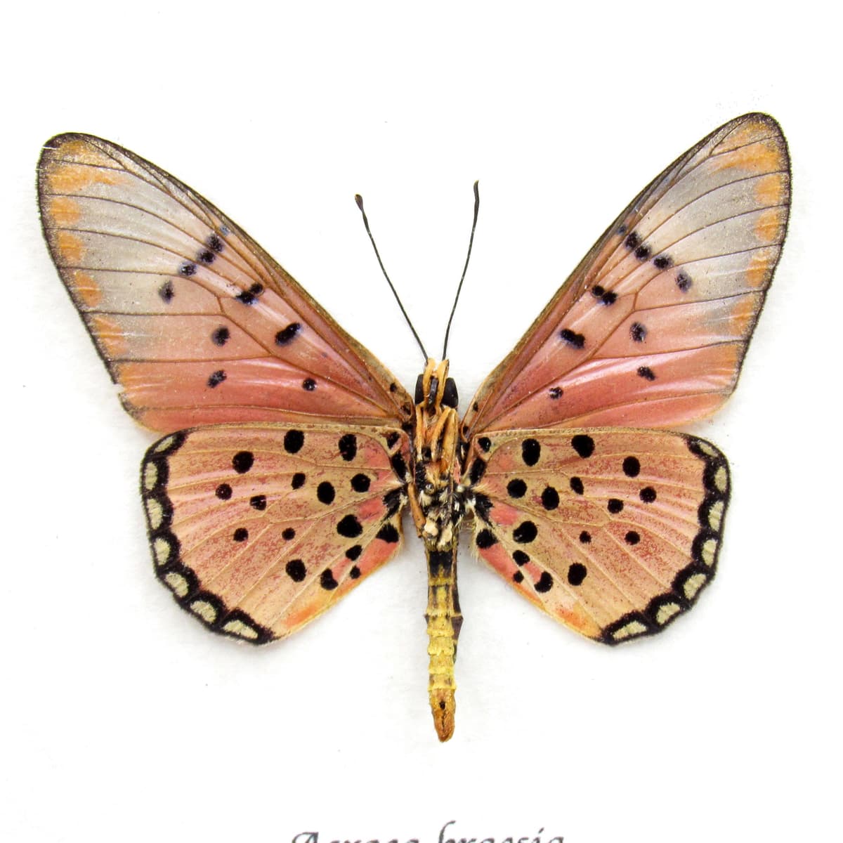 Real pink Acraea butterfly framed taxidermy -  Acraea braesia