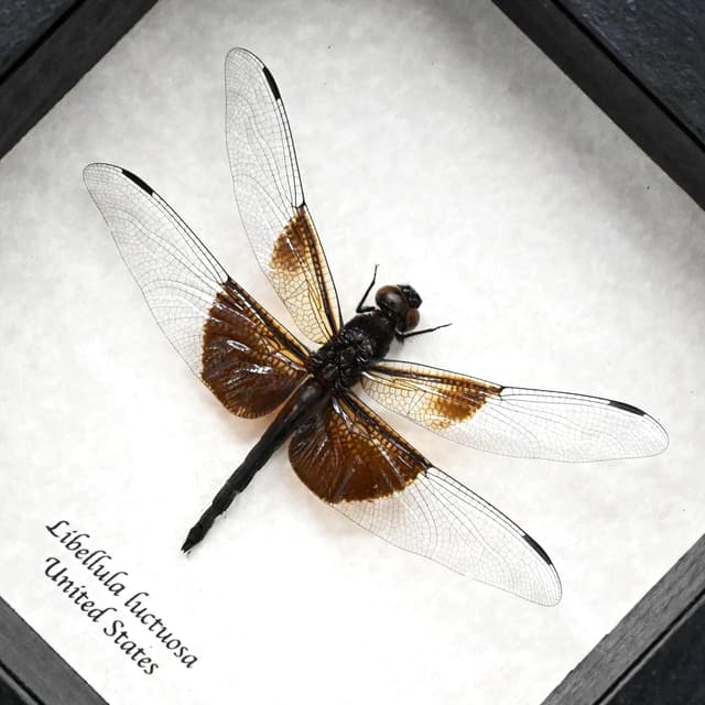 Real Widow Skimmer Dragonfly framed taxidermy - Libellula luctuosa