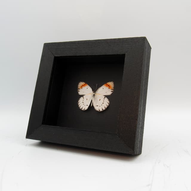 Real white butterfly framed taxidermy - Colotis antivippe zera