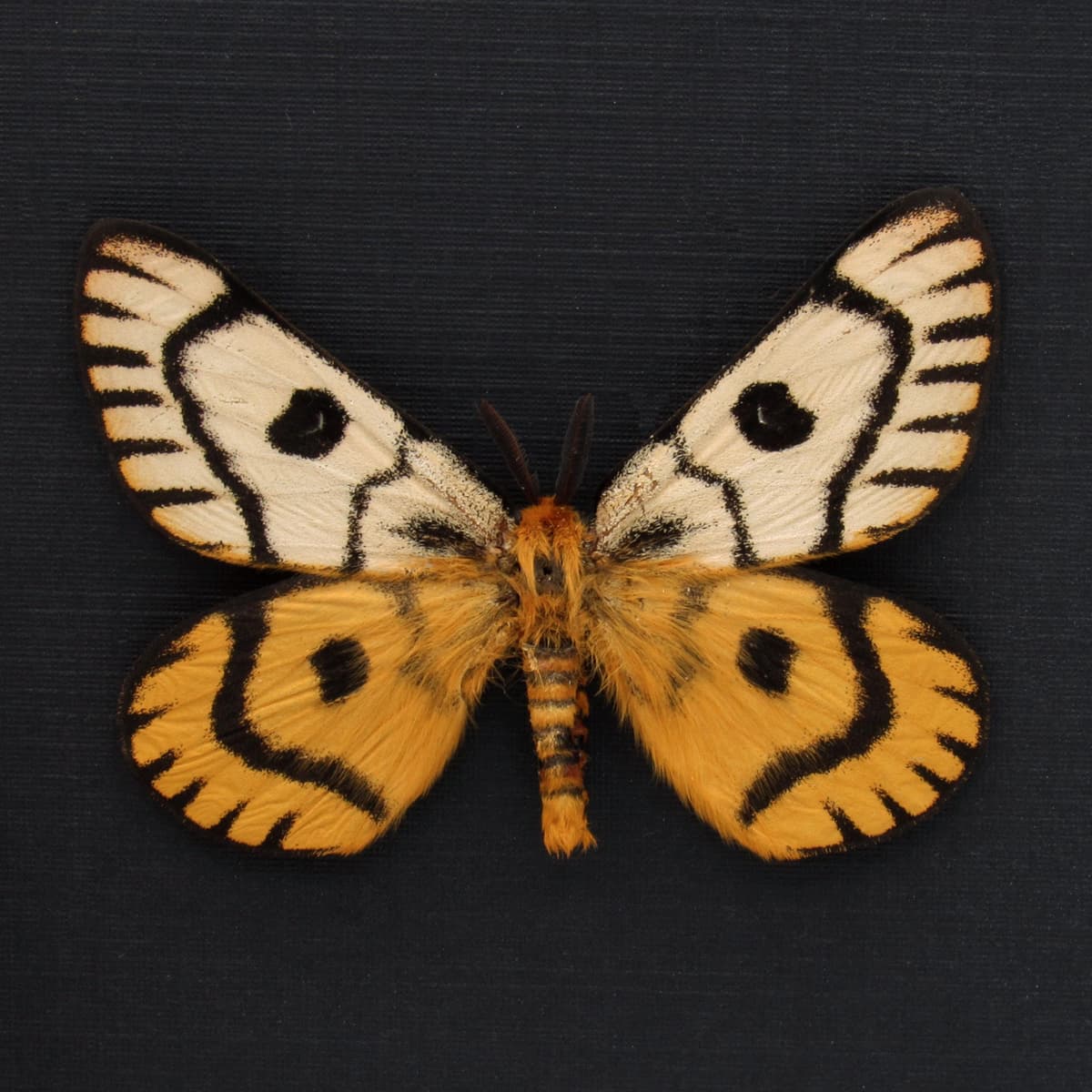 Real rare Sheep moth framed taxidermy - Hemileuca nuttalli