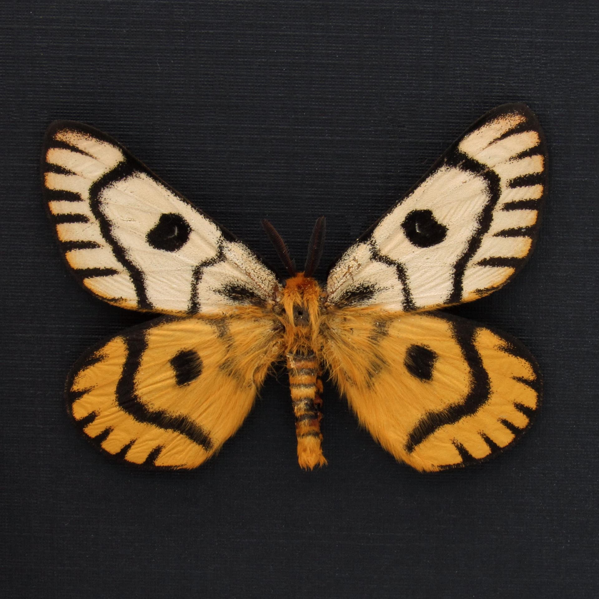 Real rare Sheep moth framed taxidermy - Hemileuca nuttalli