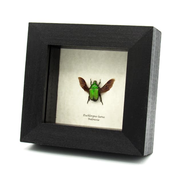 Real framed green flower beetle taxidermy specimen- Euchloropus laetus
