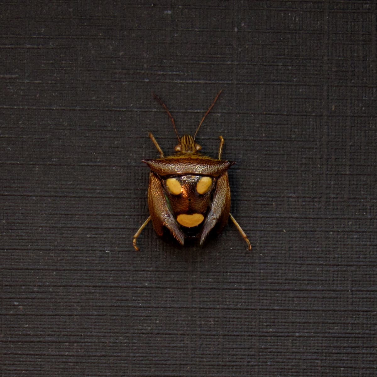 Tiny real bug that looks like the Muse of Comedy
