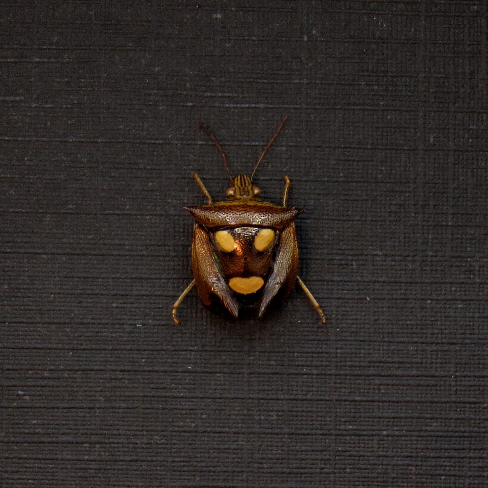 Tiny real bug that looks like the Muse of Comedy