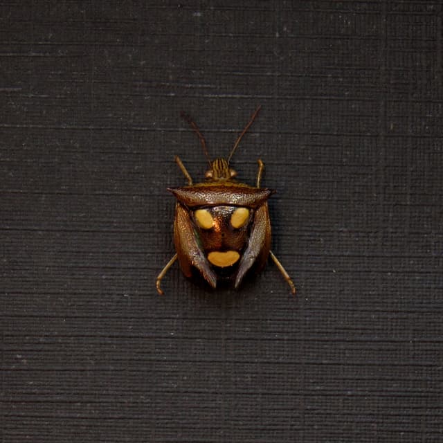Tiny real bug that looks like the Muse of Comedy
