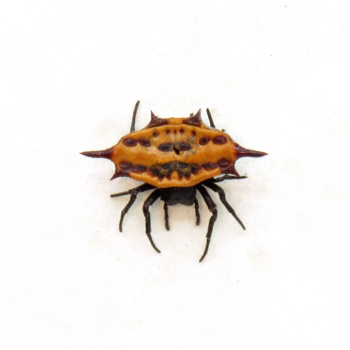 Real tiny Orb Weever Spider framed - Gasteracantha sturi