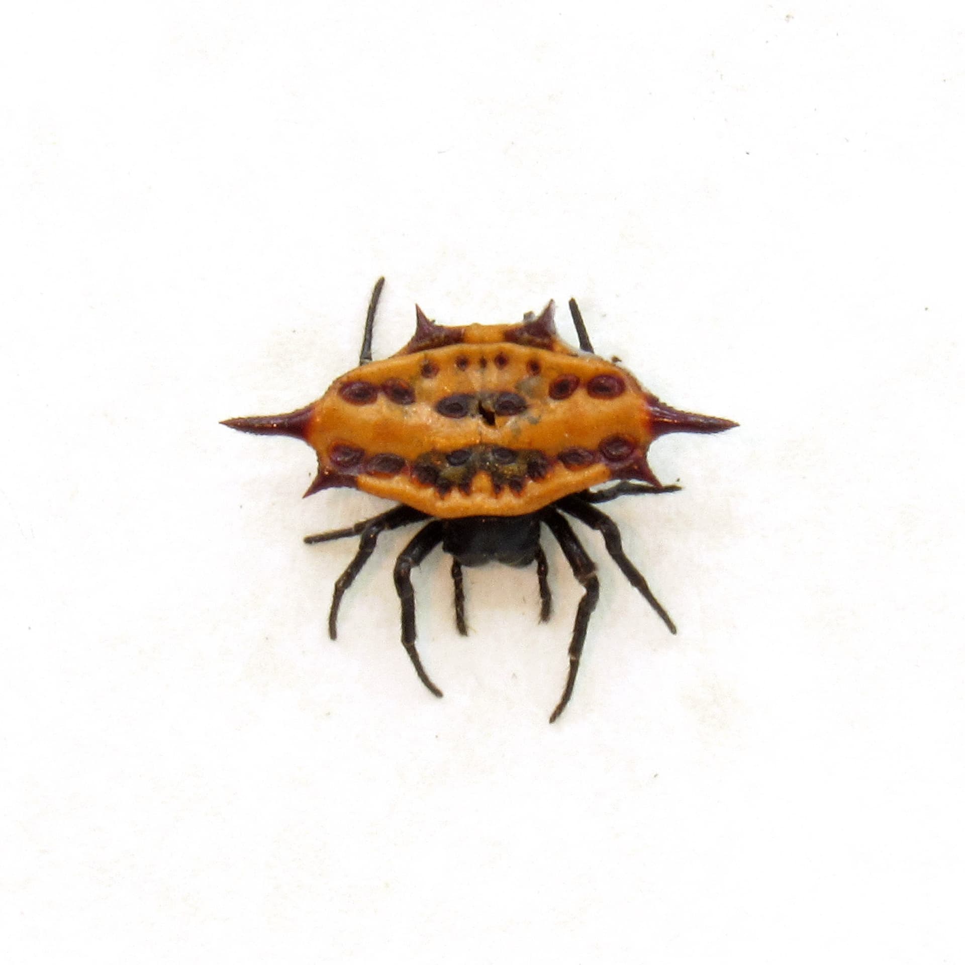 Real tiny Orb Weever Spider framed - Gasteracantha sturi