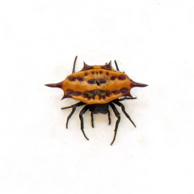 Real tiny Orb Weever Spider framed - Gasteracantha sturi