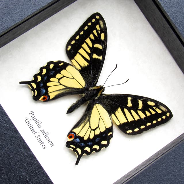 Real Anise Swallowtail framed butterfly taxidermy - Papilio zelicaon