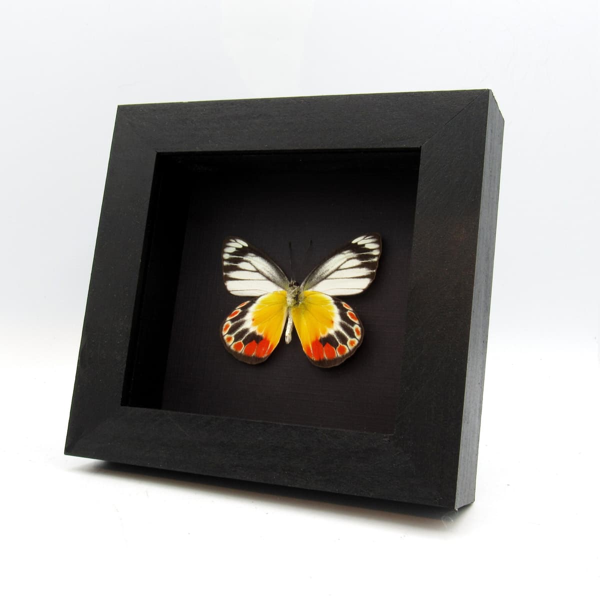 Real Delias butterfly framed taxidermy - Delias periboea alorensis - female