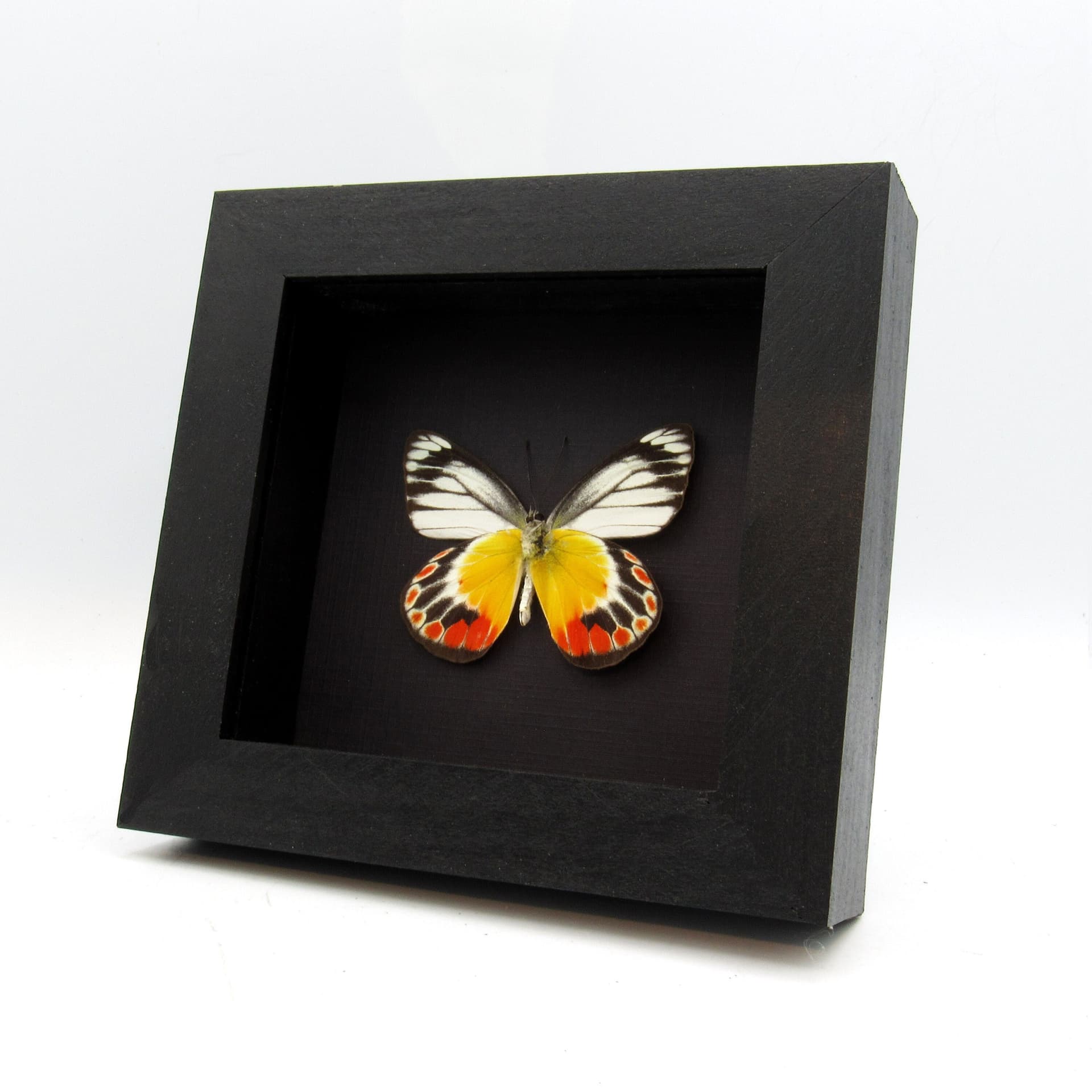 Real Delias butterfly framed taxidermy - Delias periboea alorensis - female