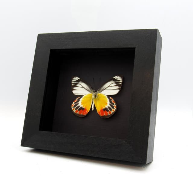 Real Delias butterfly framed taxidermy - Delias periboea alorensis - female