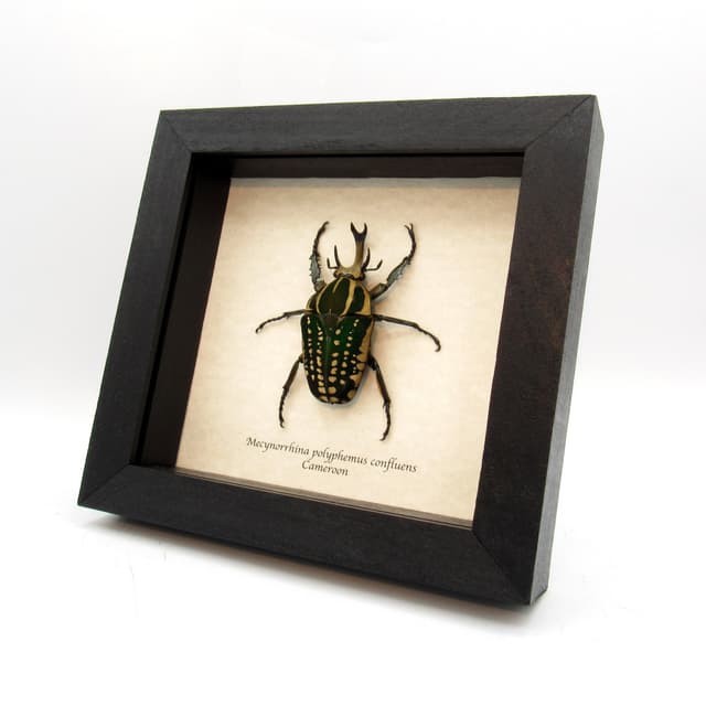 Very large real Scarab beetle framed taxidermy - Mecynorrhina polyphemus confluens
