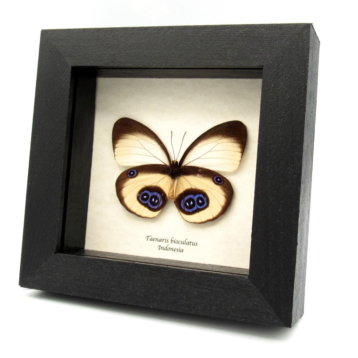 Real Owl butterfly framed taxidermy - Taenaris bioculatus - female