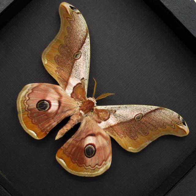 Real Giant pink Saturn moth framed taxidermy - Caligula simla