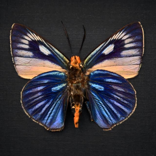 Rare Giant Blue Skipper butterfly framed taxidermy - Burara imperialis