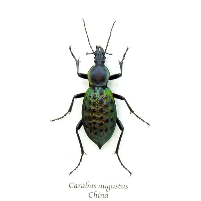 Real large green Ground beetle framed taxidermy - Carabus augustus