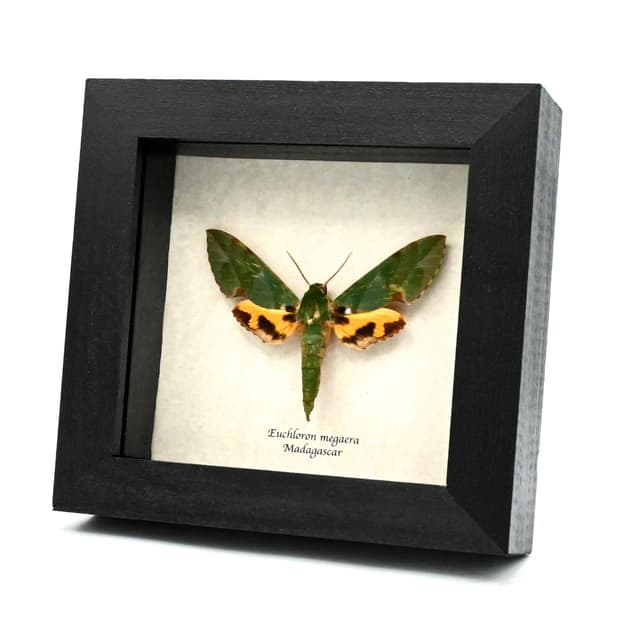 Real Green Sphinx moth framed taxidermy - Euchloron megaera