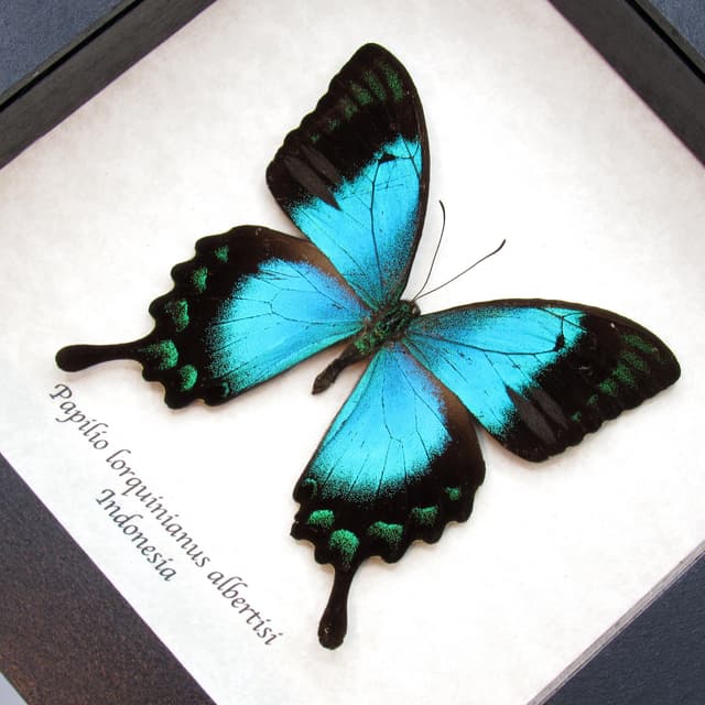 Real framed taxidermy Sea Green Swallowtail butterfly - Papilio lorquinianus albertisi