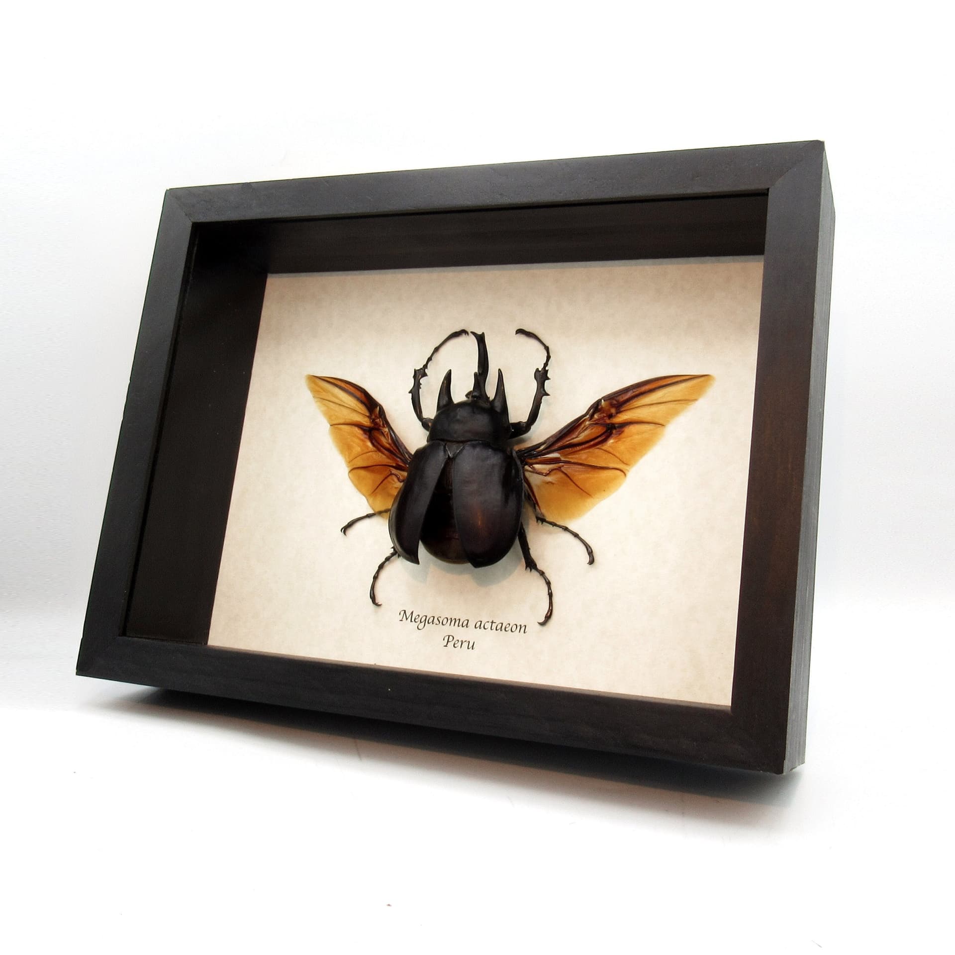 Real XL Actaeon Rhinoceros beetle framed taxidermy - Megasoma actaeon