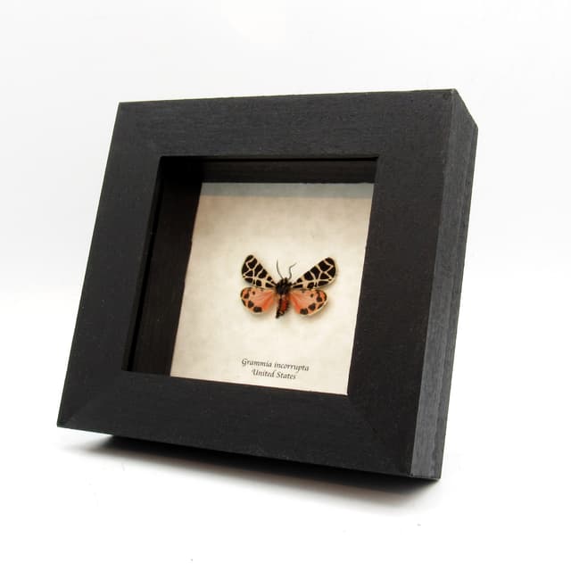 Rare pink Tiger moth framed taxidermy - Grammia incorrupta