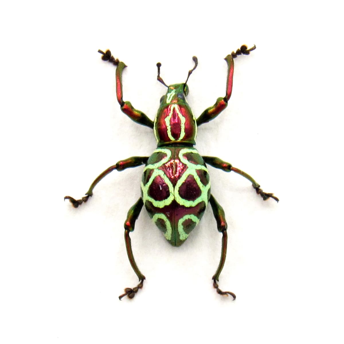 Real metallic red weevil beetle framed specimen - Pachyrhynchus octoannulatus - female