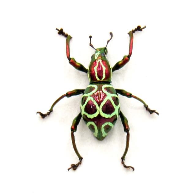 Real metallic red weevil beetle framed specimen - Pachyrhynchus octoannulatus - female