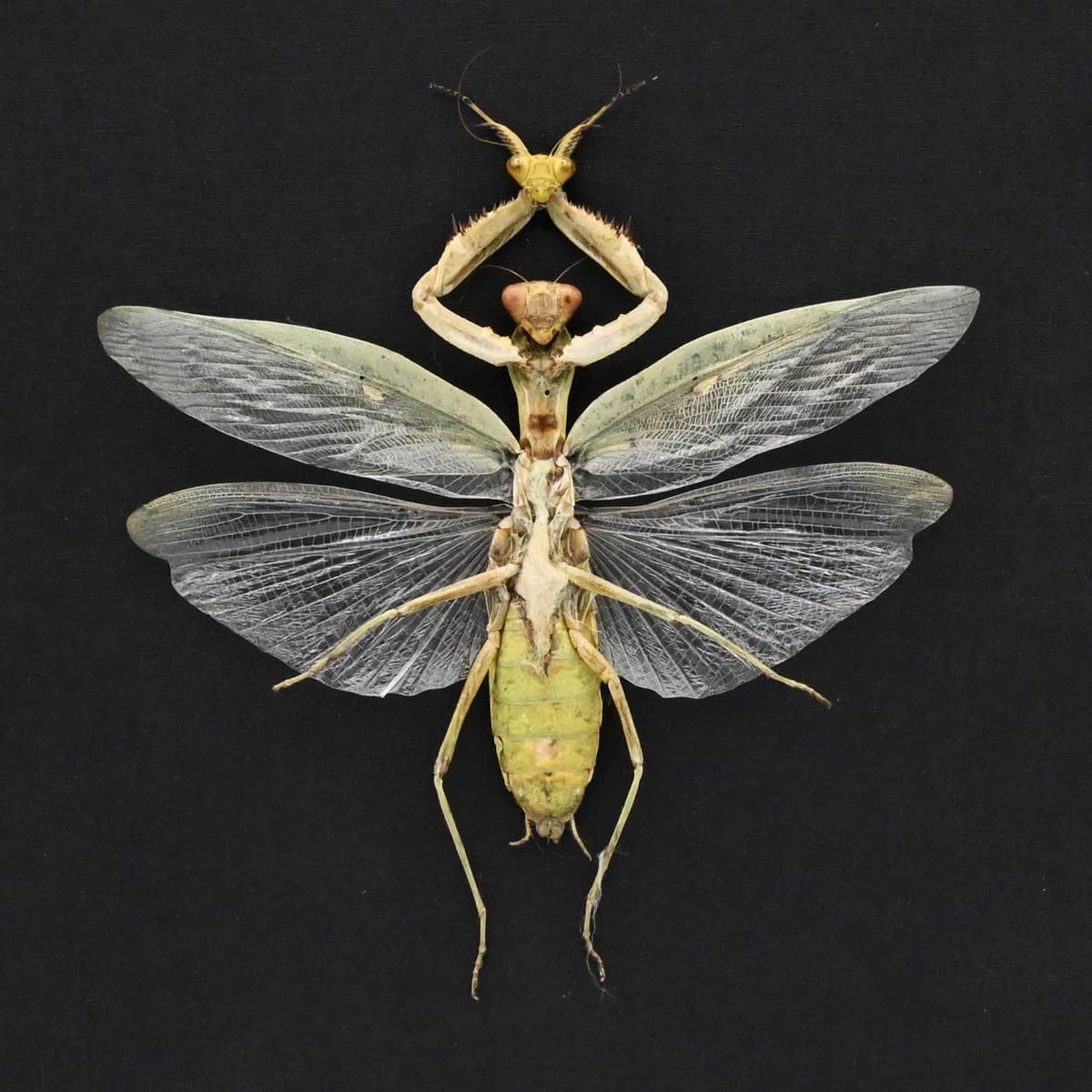 Real Green Mantis Displaying the Severed Head of her Lover in Triumph