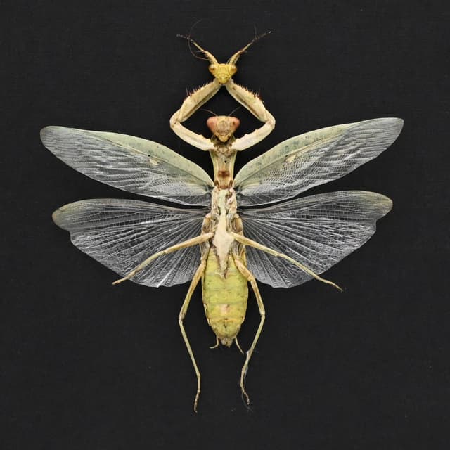 Real Green Mantis Displaying the Severed Head of her Lover in Triumph