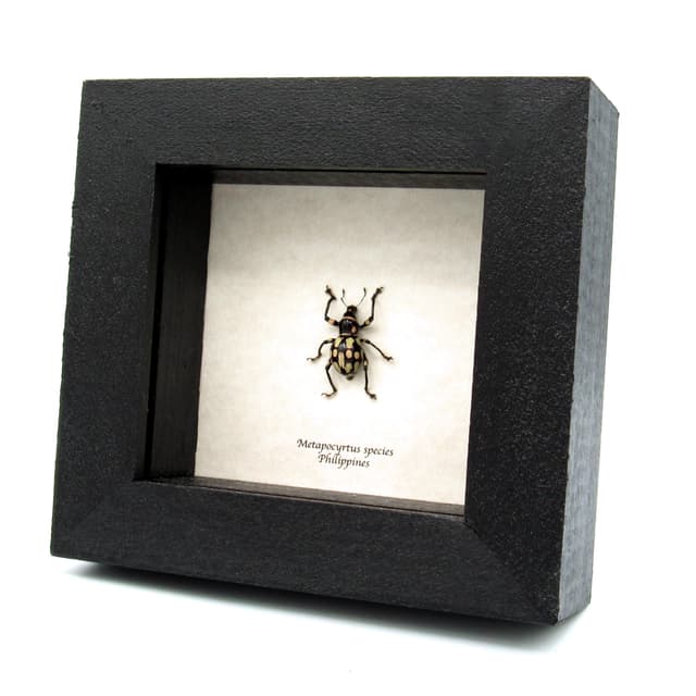 Rare weevil beetle framed specimen - Metapocyrtus species - large female