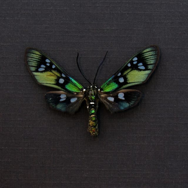Rare metallic green Princely tiger moth framed taxidermy - Chrysocale principalis