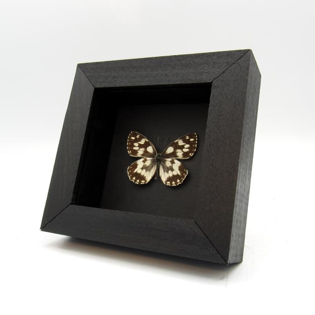 Real black and white butterfly framed taxidermy - Melanargia galatea