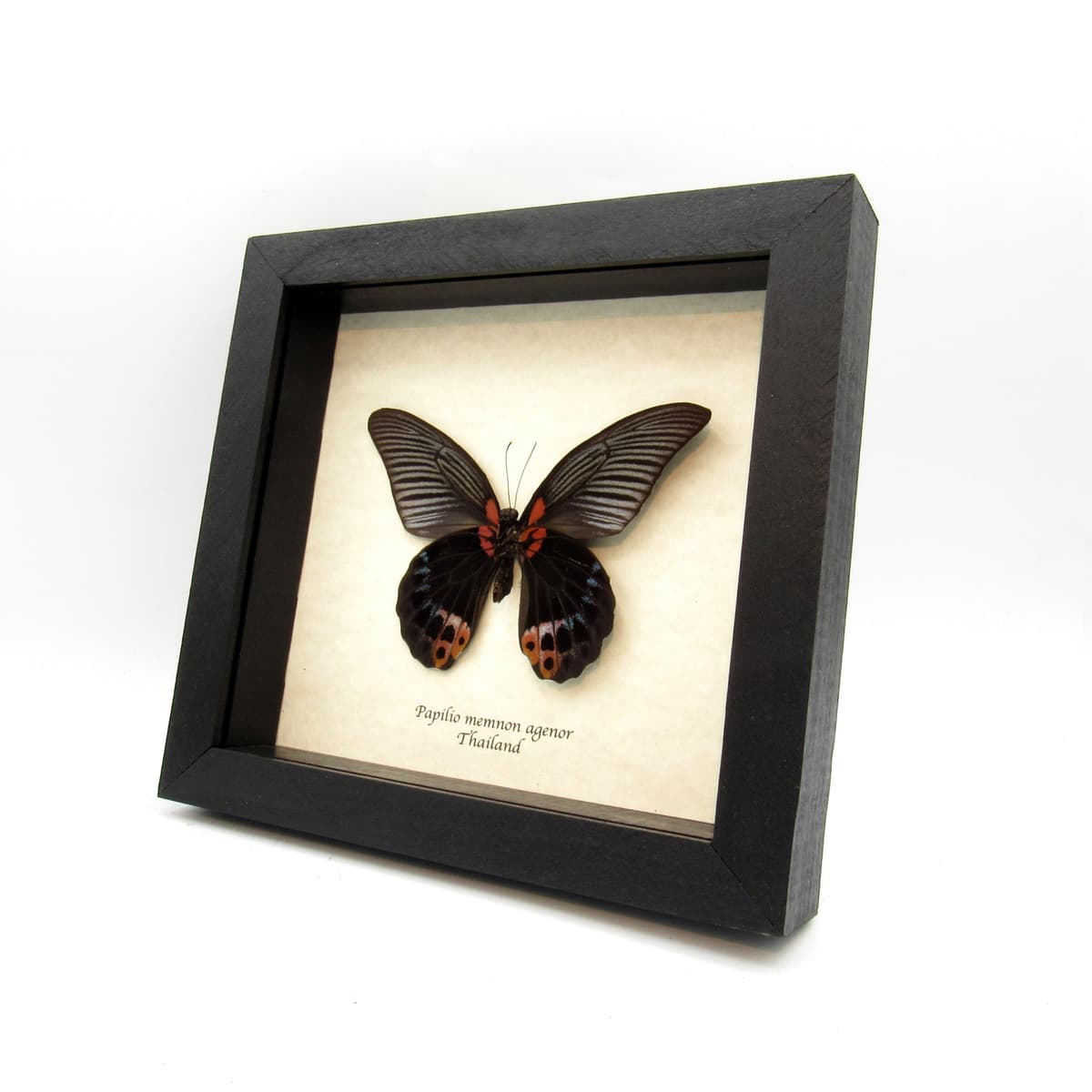 Real Great Mormon butterfly framed taxidermy - Papilio memnon agenor