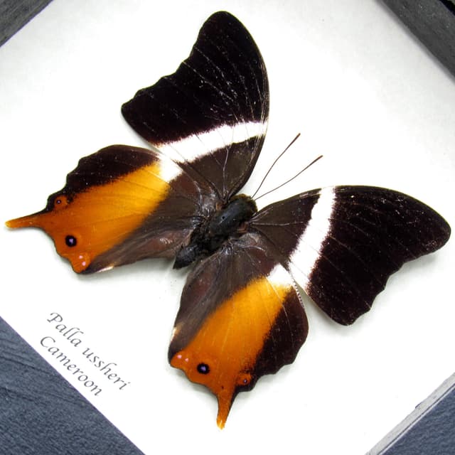 Rare orange Ussher's Palla butterfly framed taxidermy - Palla ussheri