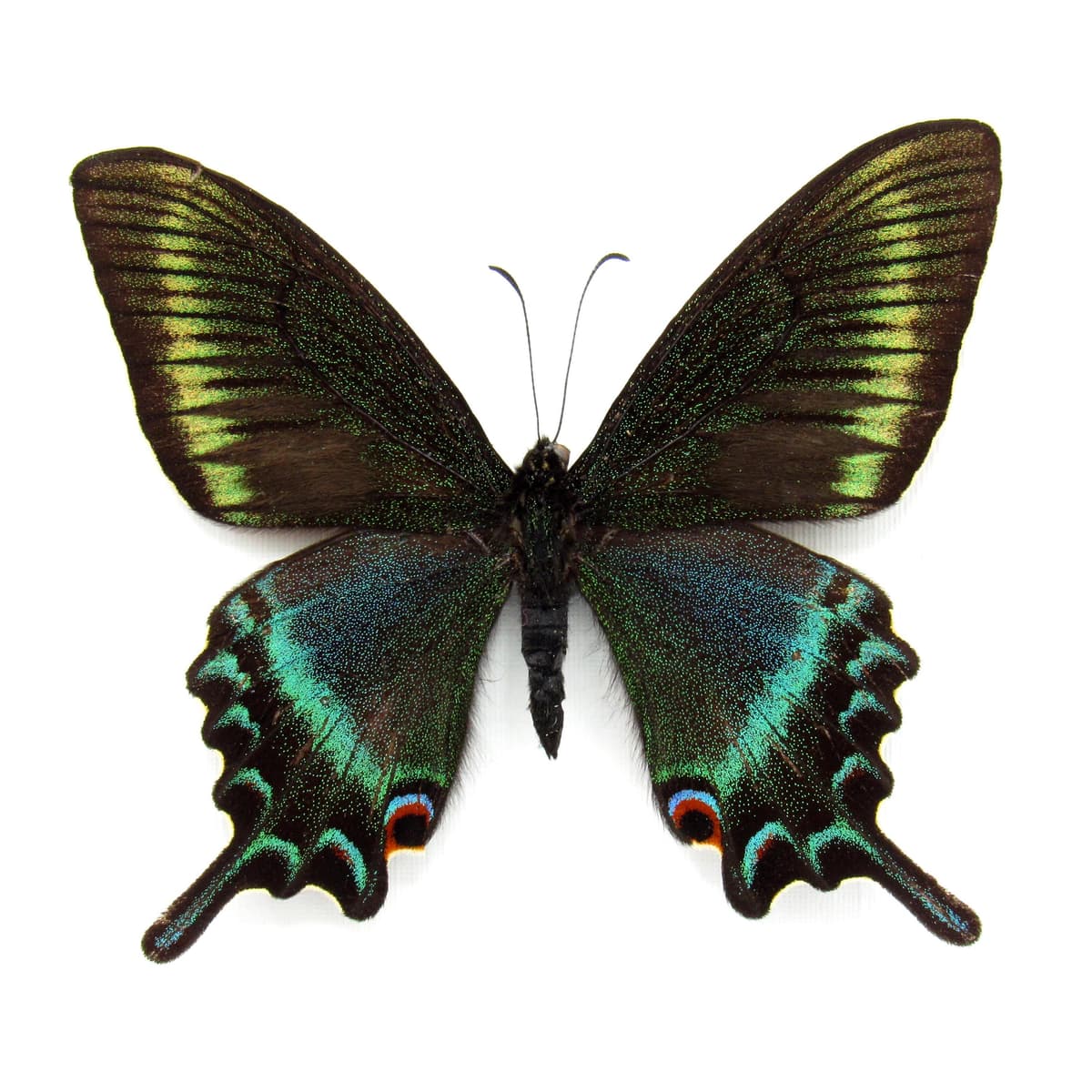 Real Alpine Black Swallowtail framed taxidermy - Papilio maackii