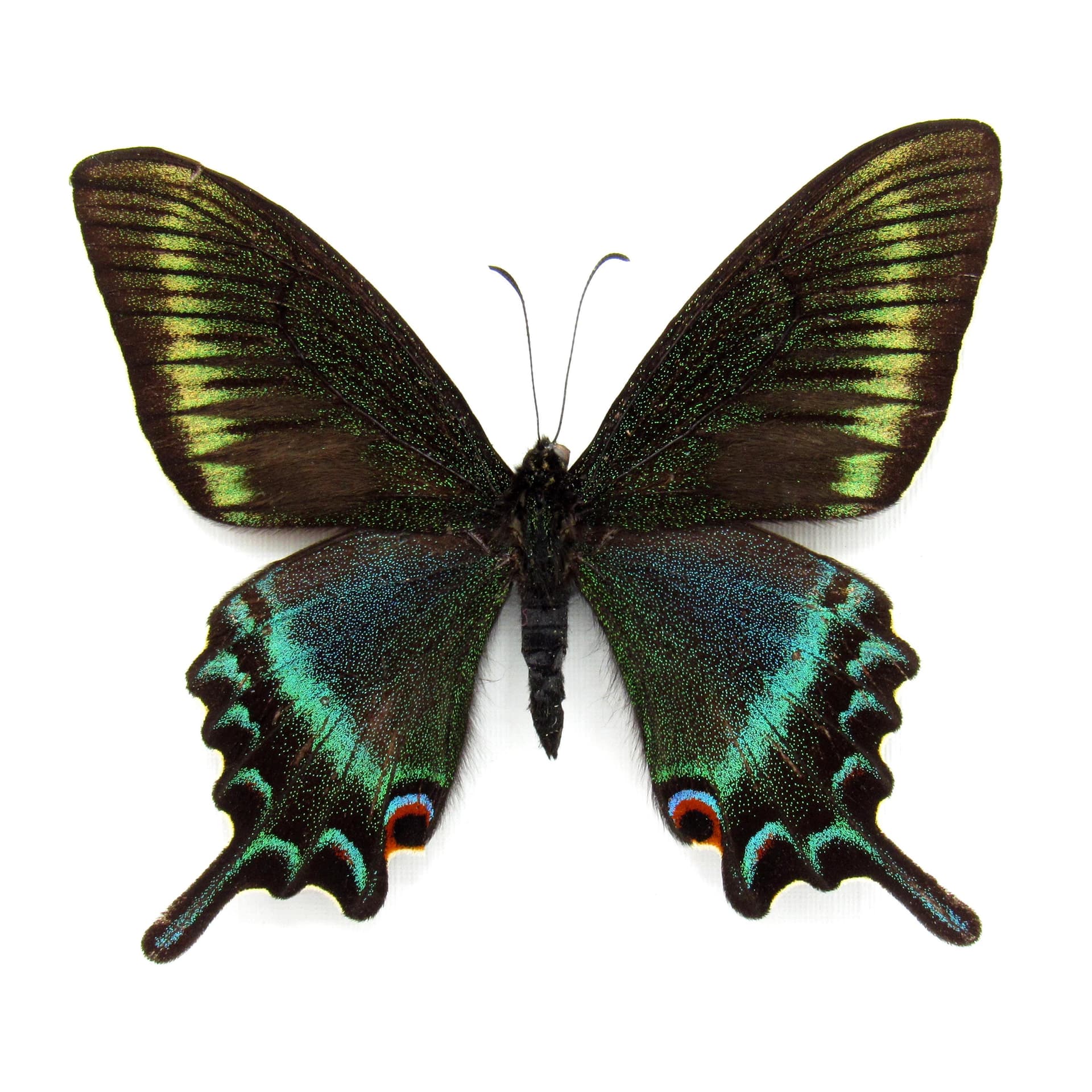 Real Alpine Black Swallowtail framed taxidermy - Papilio maackii
