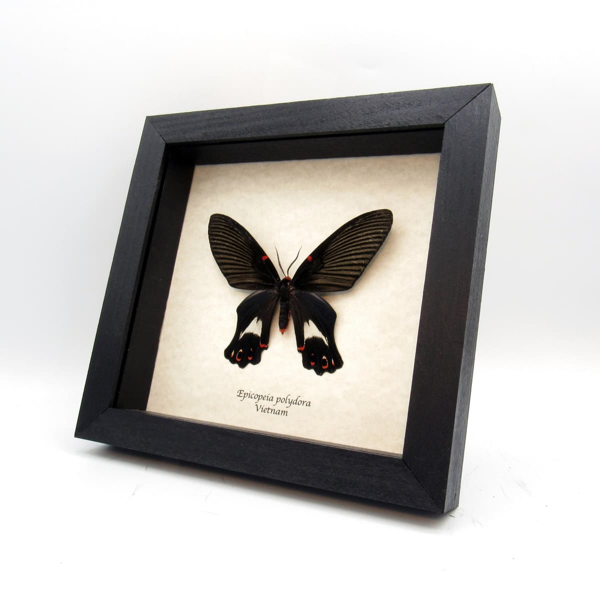 Rare framed moth taxidermy - Epicopeia polydora - Butterfly mimic