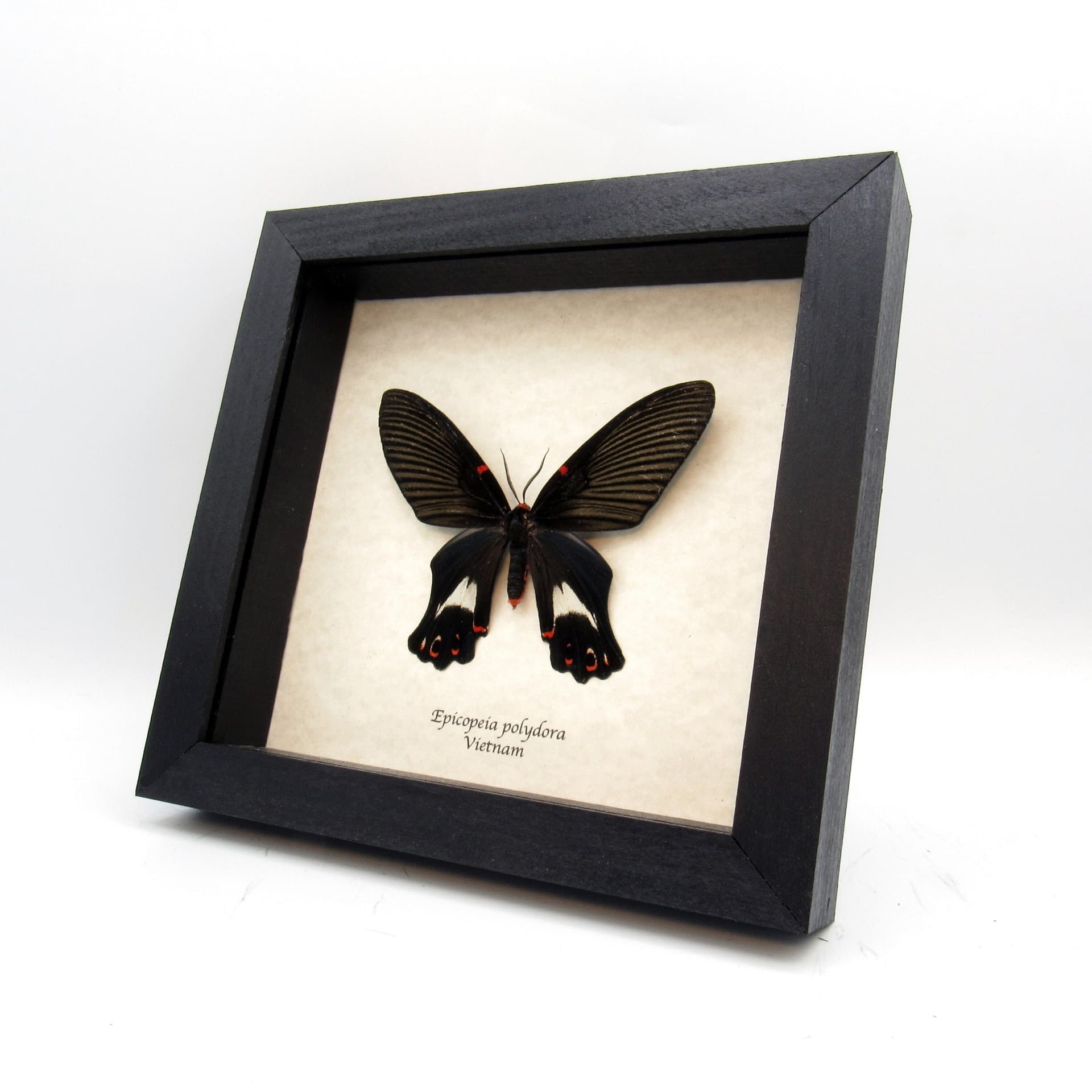 Rare framed moth taxidermy - Epicopeia polydora - Butterfly mimic