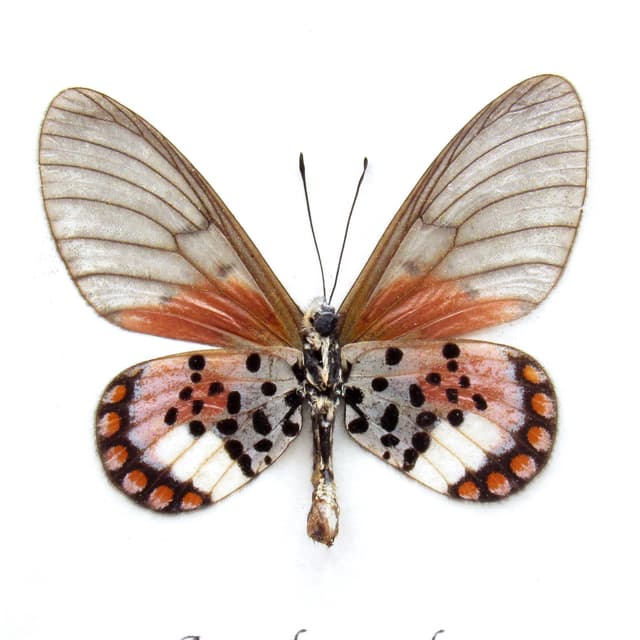 Real pink African Glasswing butterfly framed specimen - Acraea leucographa