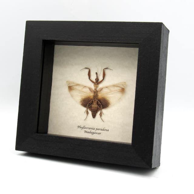 Rare Ghost Mantis framed taxidermy - Phyllocrania paradoxa