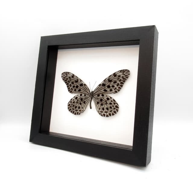 Real XL Silver butterfly framed taxidermy - Idea lynceus - female