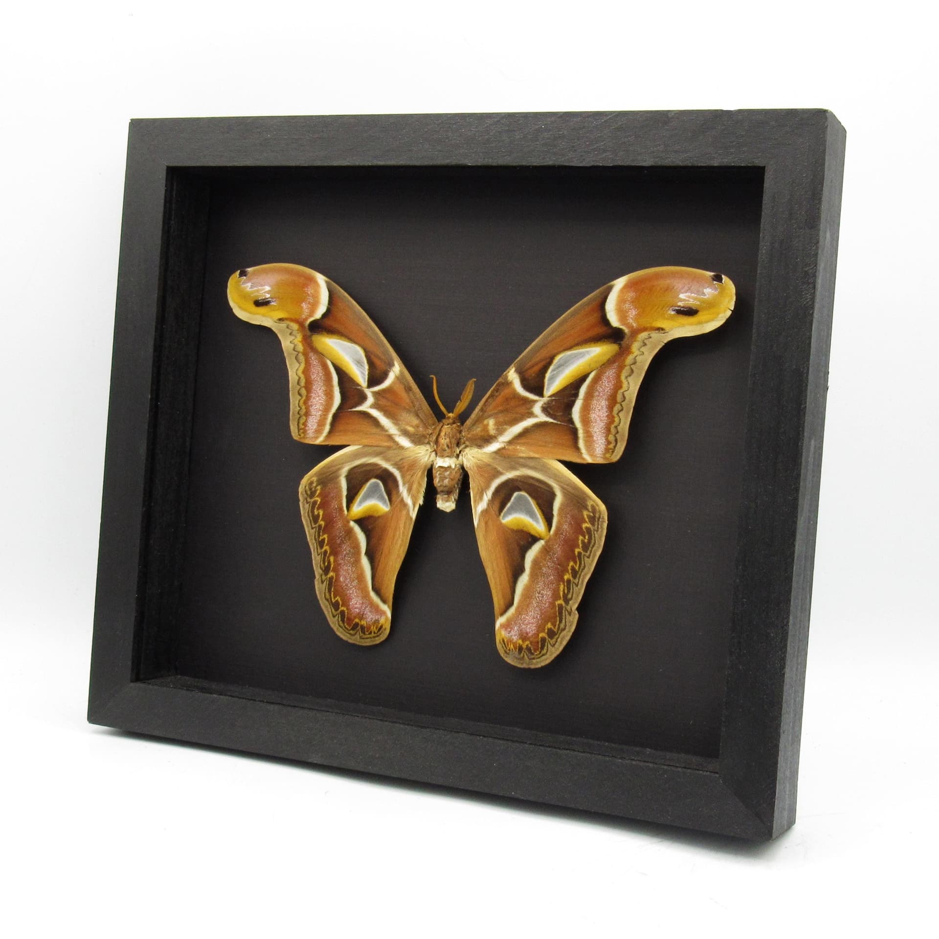 Real XL Saturn moth framed taxidermy - Archaeoattacus edwardsii - 8.15 inch wingspan