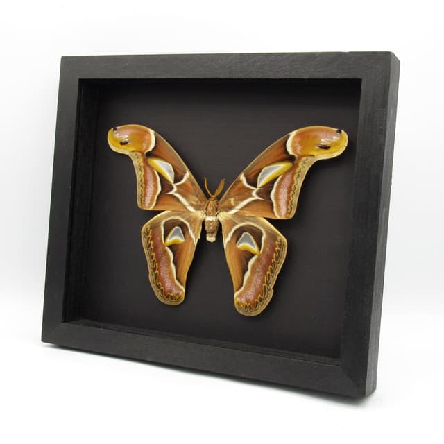 Real XL Saturn moth framed taxidermy - Archaeoattacus edwardsii - 8.15 inch wingspan