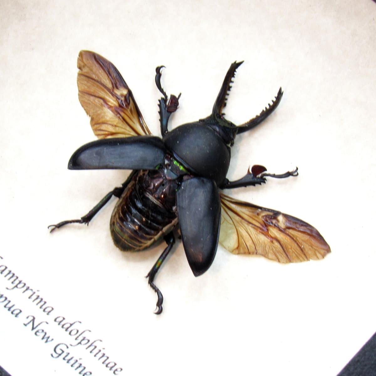 Real Stag beetle framed taxidermy - Lamprima adolphinae - black color form