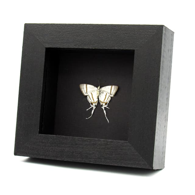 Real Fairy Hairstreak butterfly framed - Hypolycaena nigra - Victorian mount