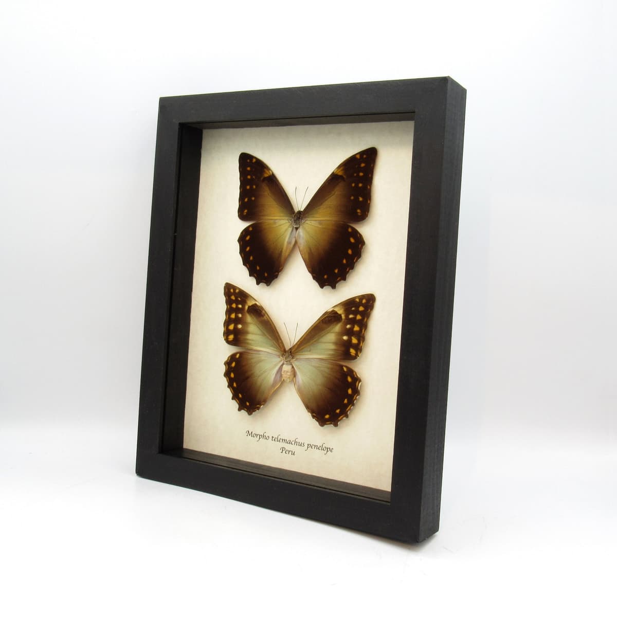 Rare large framed Morpho butterfly taxidermy - Morpho telemachus penelope - male and female pair