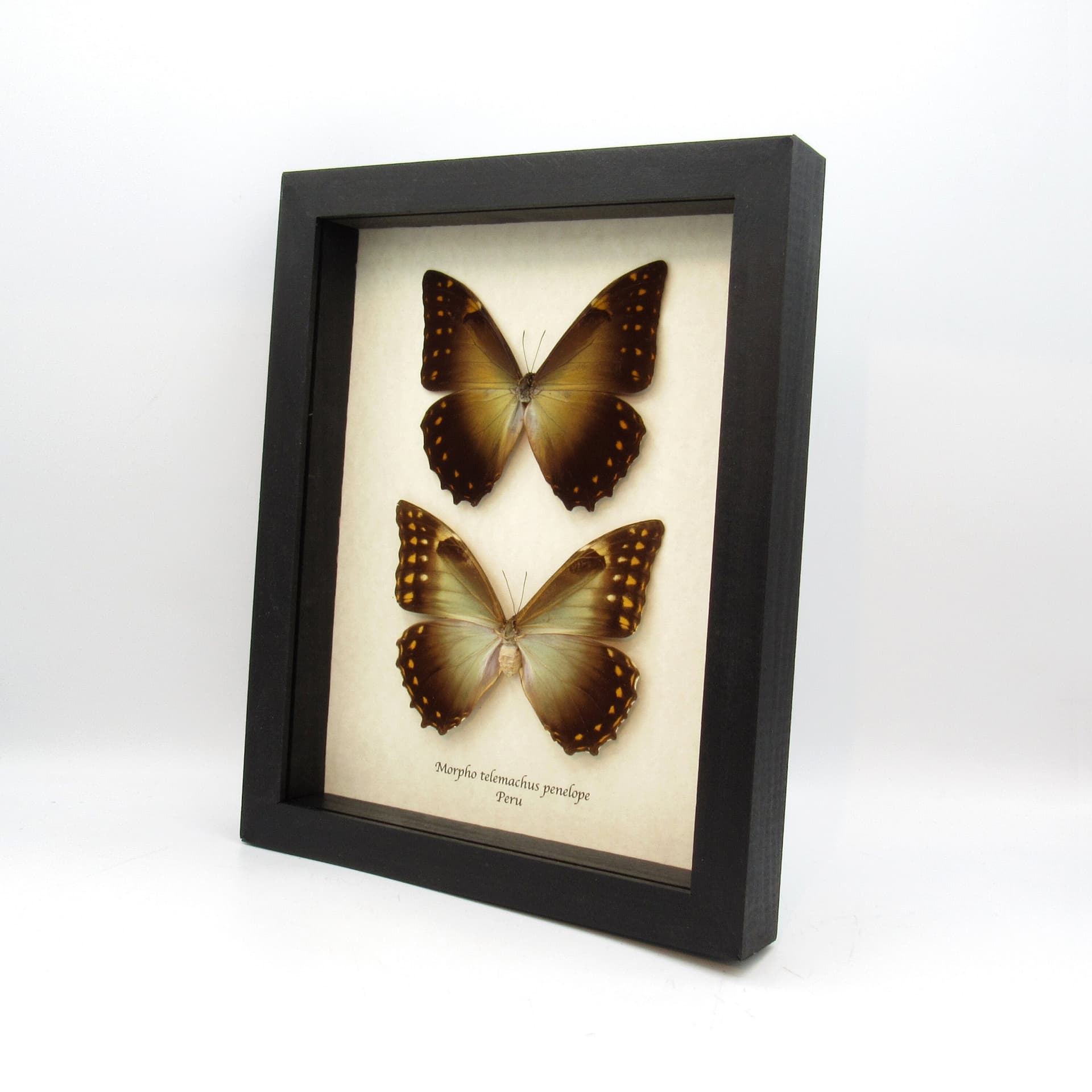 Rare large framed Morpho butterfly taxidermy - Morpho telemachus penelope - male and female pair